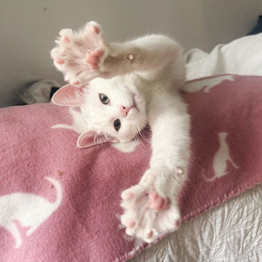 Fällningsperiod hos katt – så gör du det enklare hemma